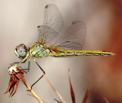 Réf. 191 655 : Sympetrum fonscolombii